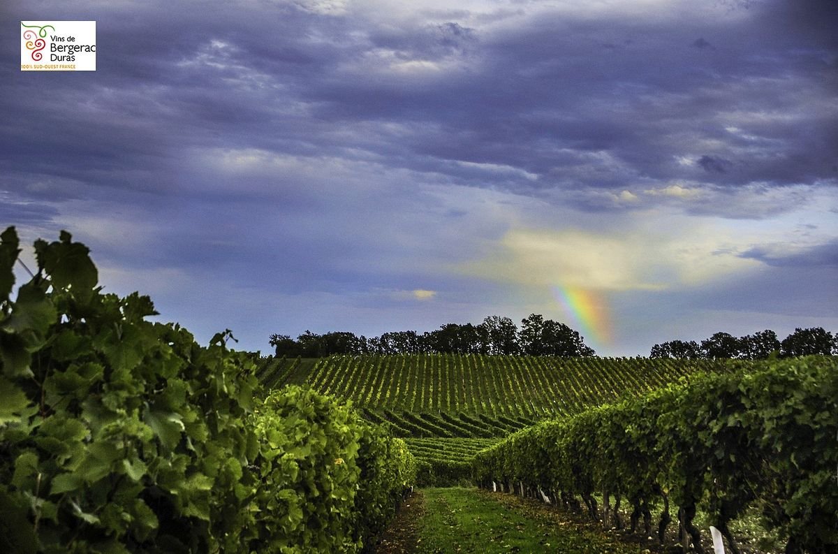 Vignobles des Côtes de Duras - route des vins Lot-et-Garonne et Dordogne